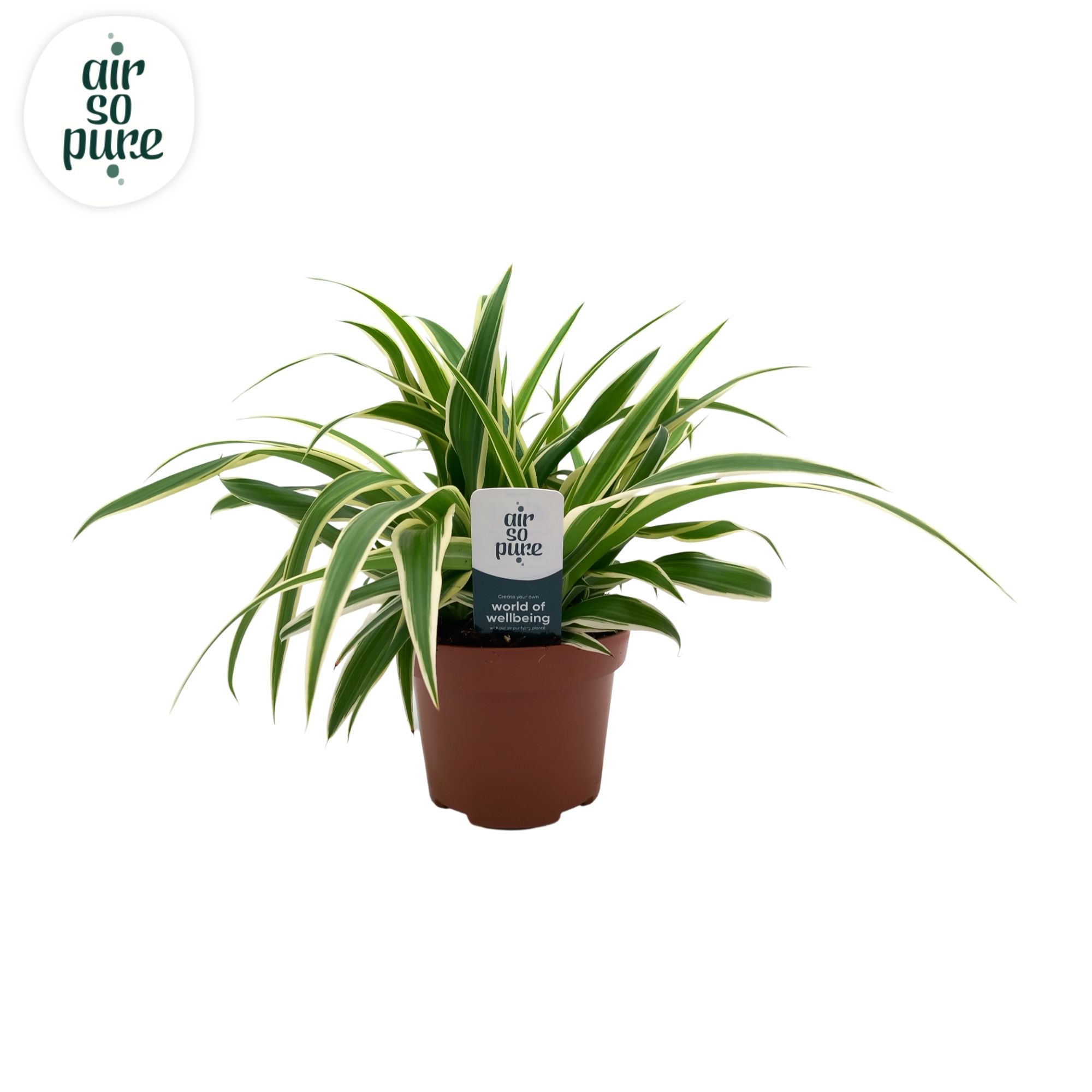 Chlorophytum Com 'Vittatum' Air So Pure®