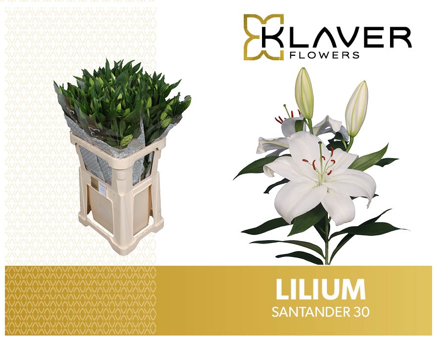 Lilium Or Santander 80cm 3/5bl