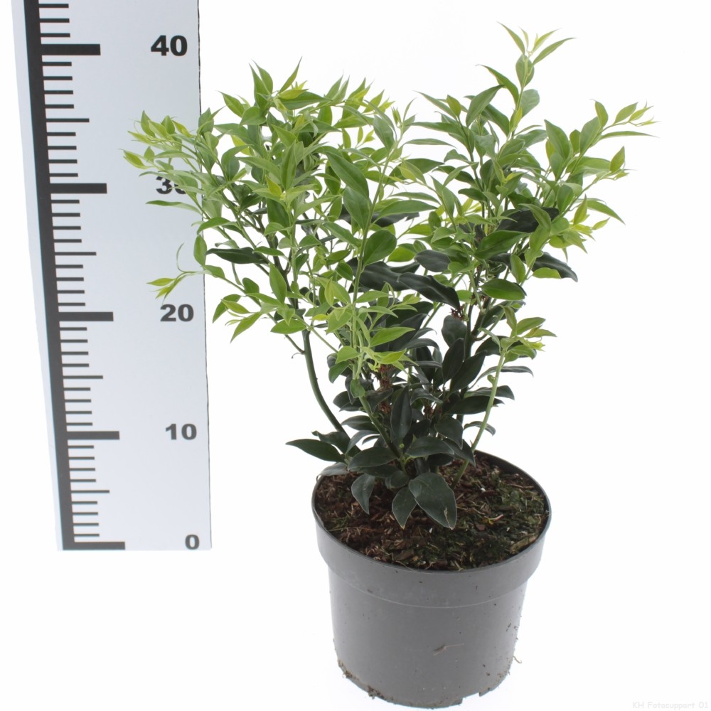 Picture of Sarcococca confusa
