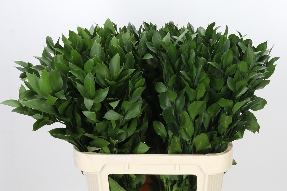 Ruscus Hypophyllum 80L.cm