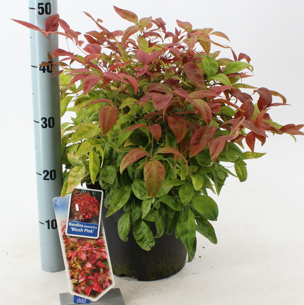 Picture of Nandina domestica Blush Pink P23 (5 Ltr) (LOOSE)