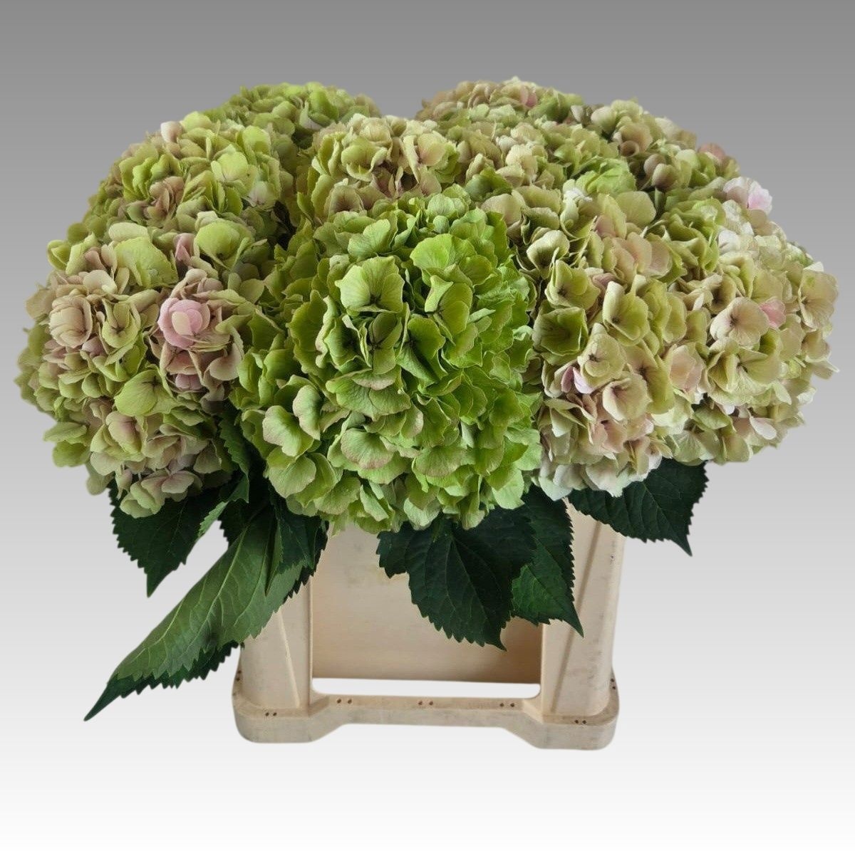 Hydrangea Verena Classic Pink 60cm 23Ø