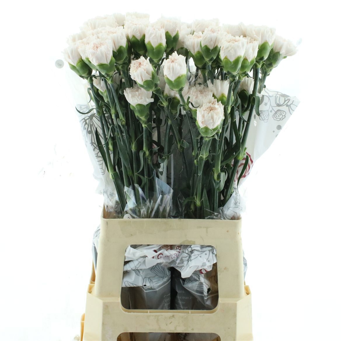 Dianthus St Apple Tea 70cm