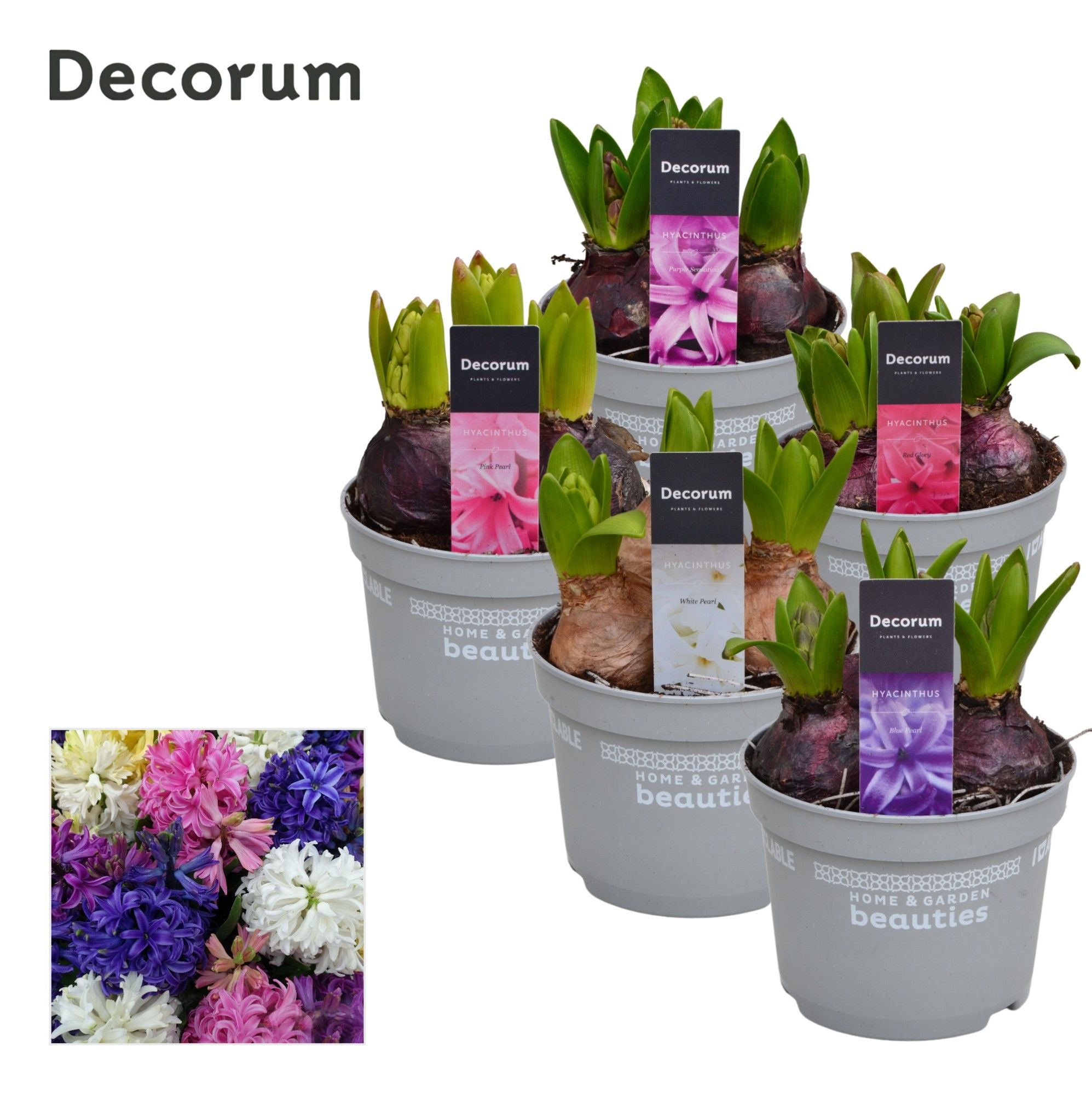 Hyacinth Gemengd