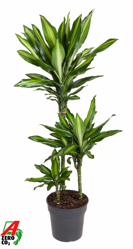 Picture of Dracaena Cintho 60-30-15 P21 110cm