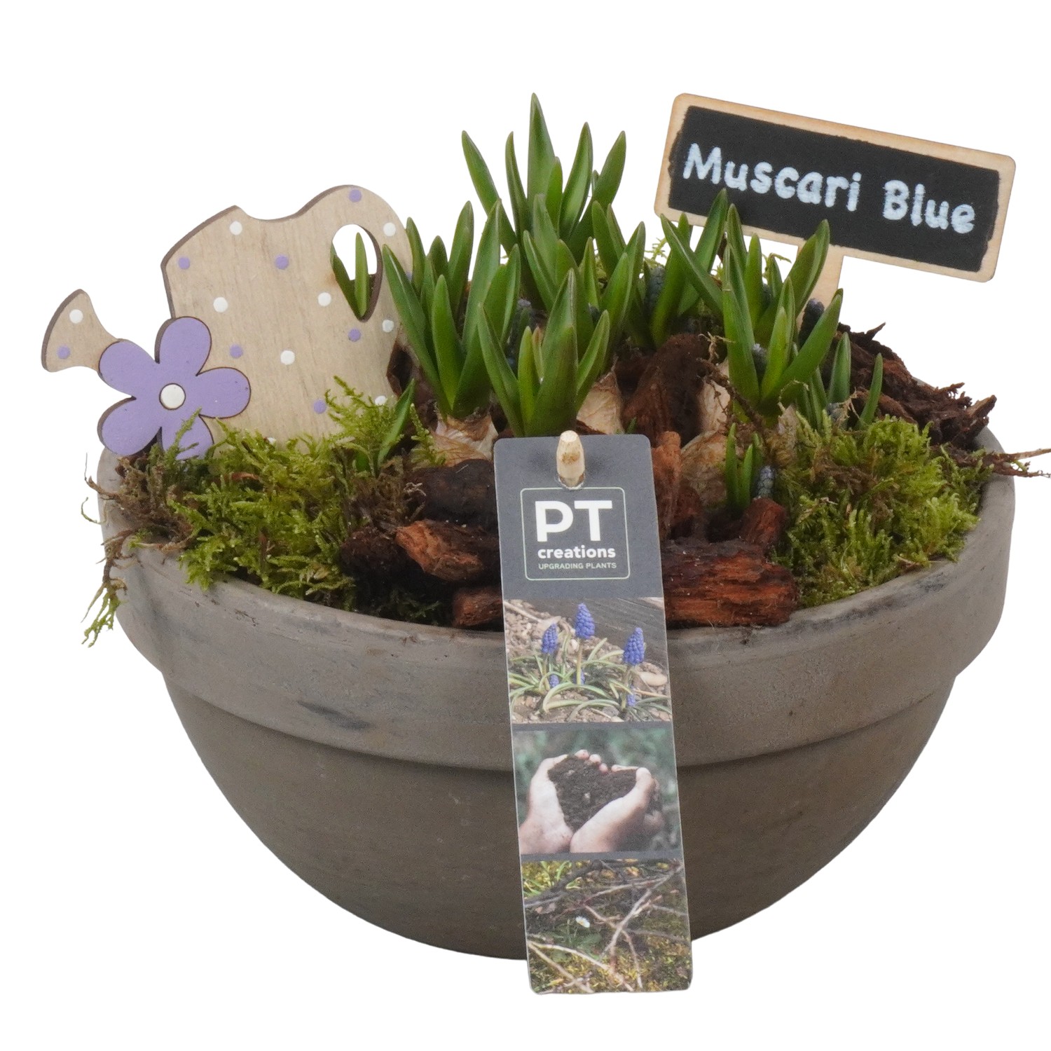 Picture of PTMB1064 Arrangement Muscari in terracotta bowl P19 18cm