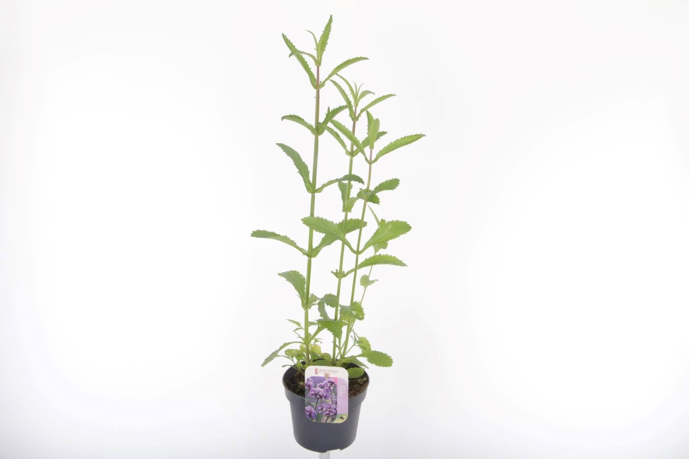 Verbena bonariensis