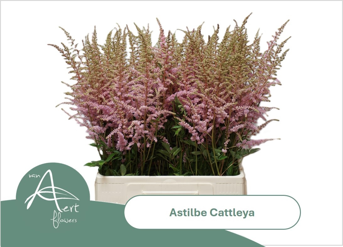 Astil Ar Cattleya