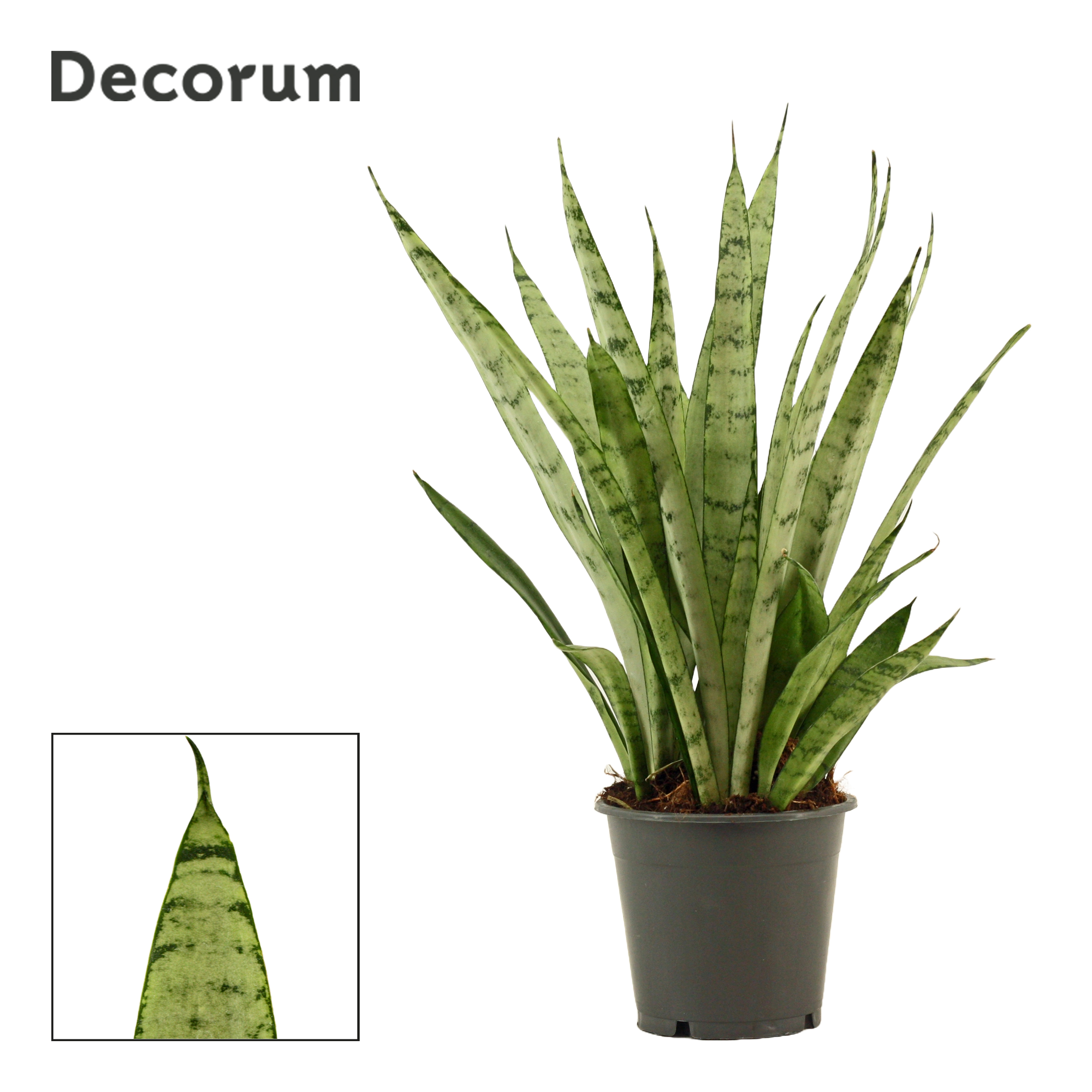 Picture of Sansevieria Silver princess Decorum P12 40CM