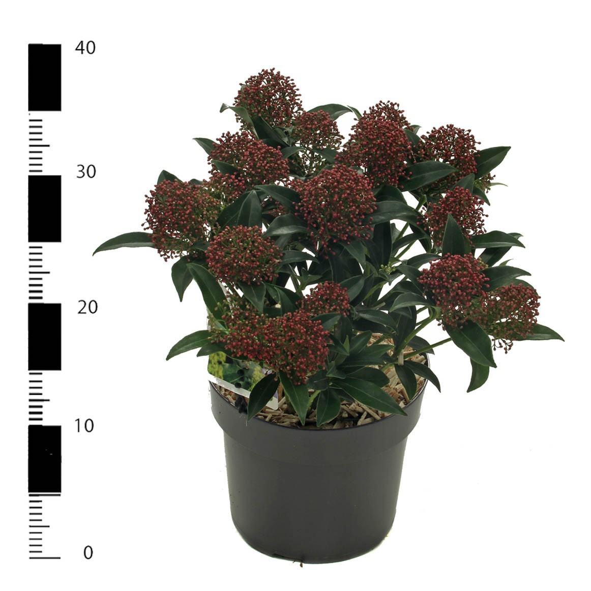 Picture of Skimmia jap. 'Marlot''