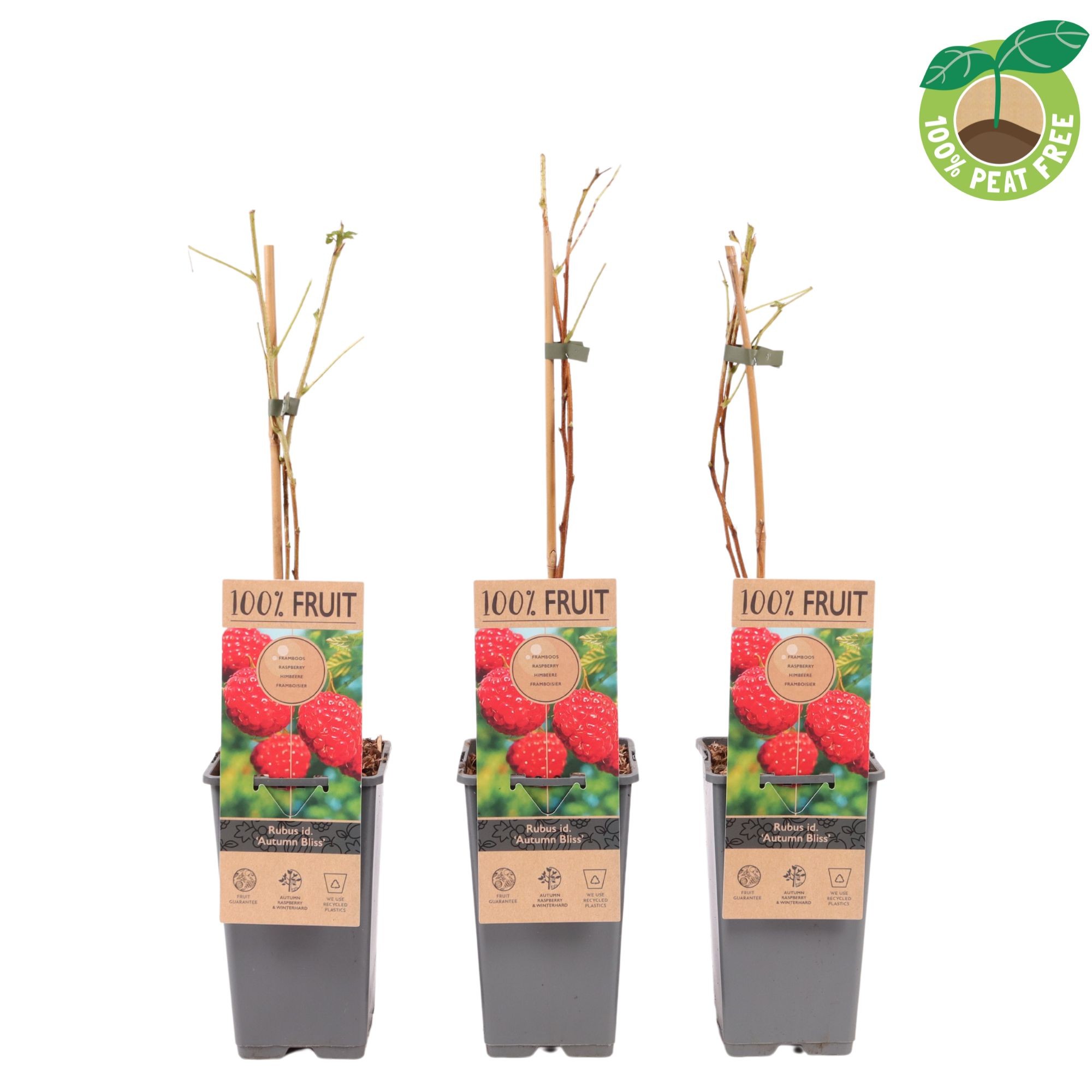 Picture of Rubus idaeus Autumn Bliss P15 (2 Ltr/high)