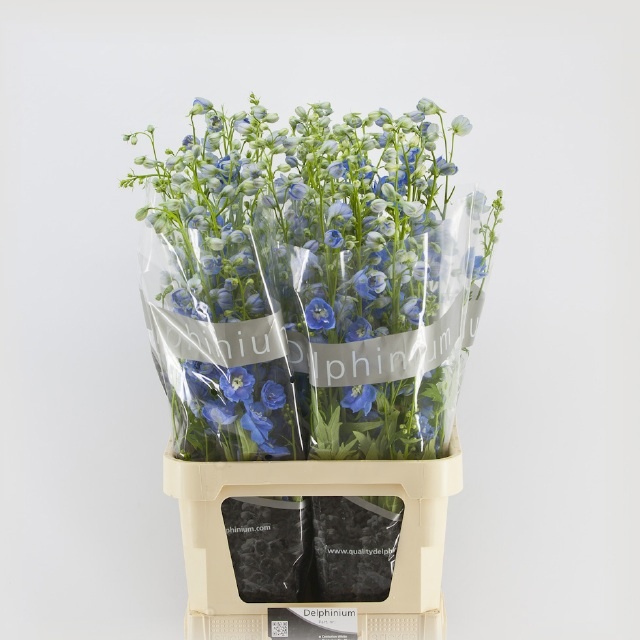 Delphinium Elatum Centurion Skyblue 100cm