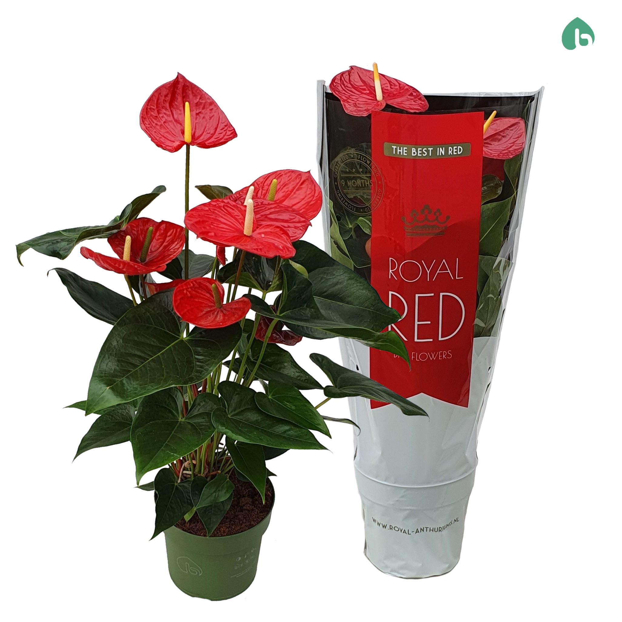 Anthurium (Andreanum) Oklahoma Royal Red | Gardenline
