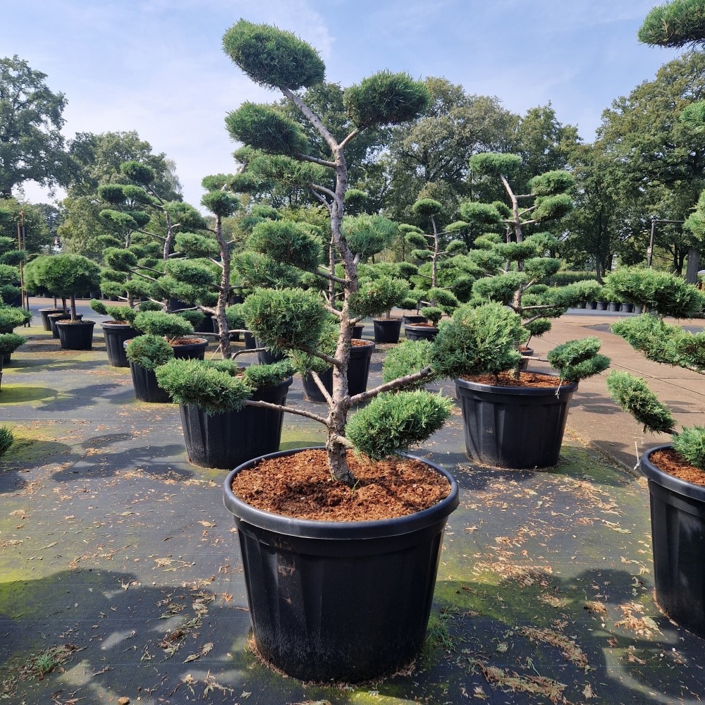 Picture of Juniperus media Hetzii C130 BONSAI-130/140