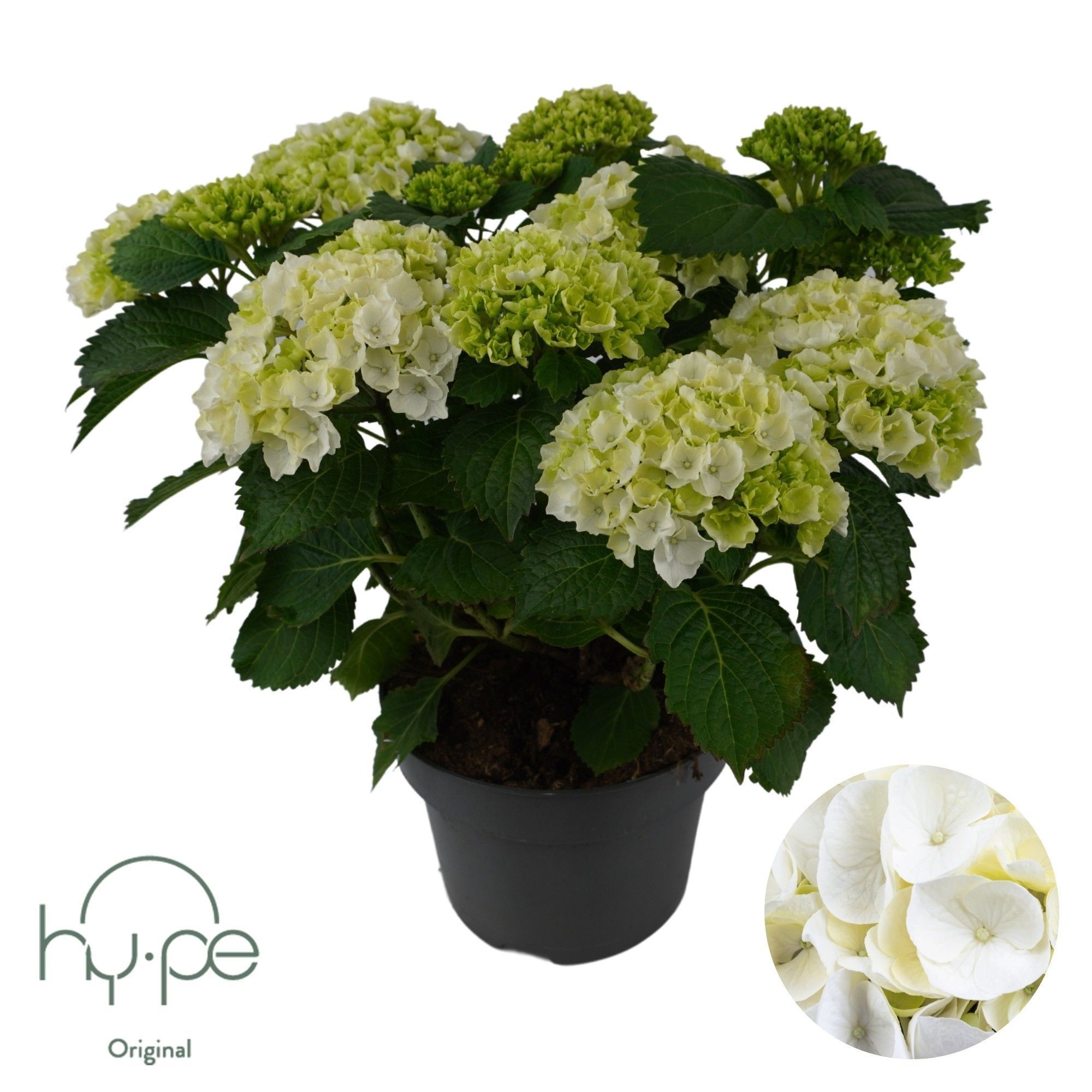 Hydrangea Mophead White 10+ | Hy-pe Original