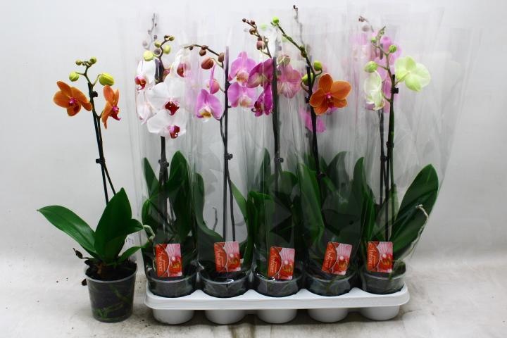 Phalaenopsis Asst 12Ø 55cm