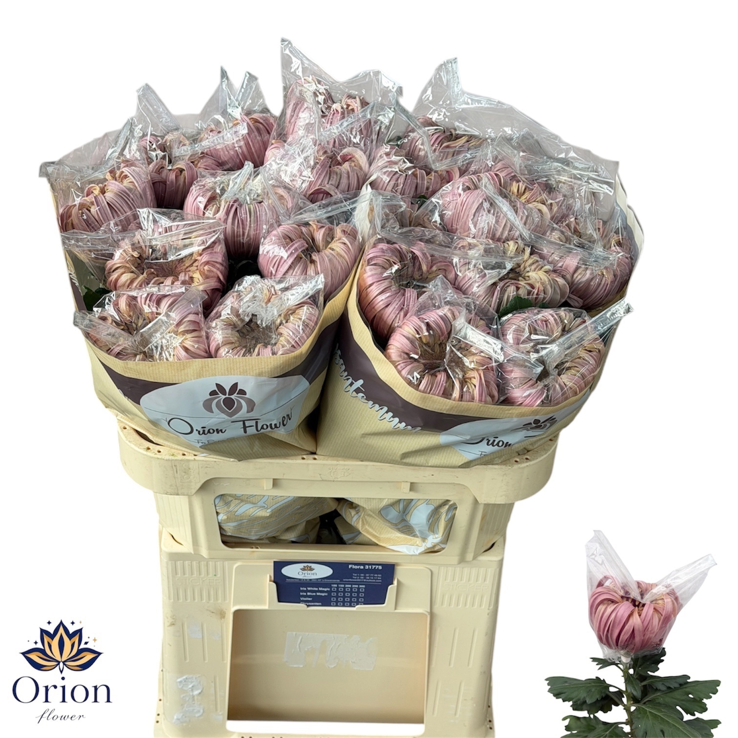Chr G Vienna Salmon 70cm 80gram