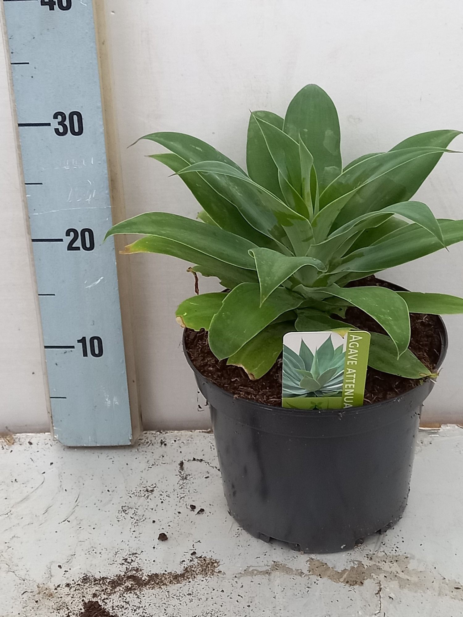 Agave overig - Overig vaste planten