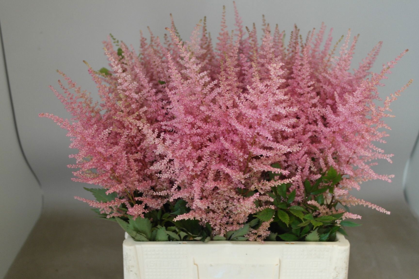 Astilbe Erika 60cm