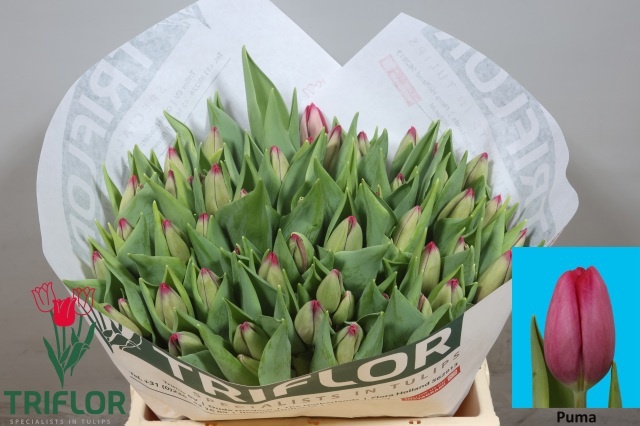 Tulipa Puma 41cm 51gram