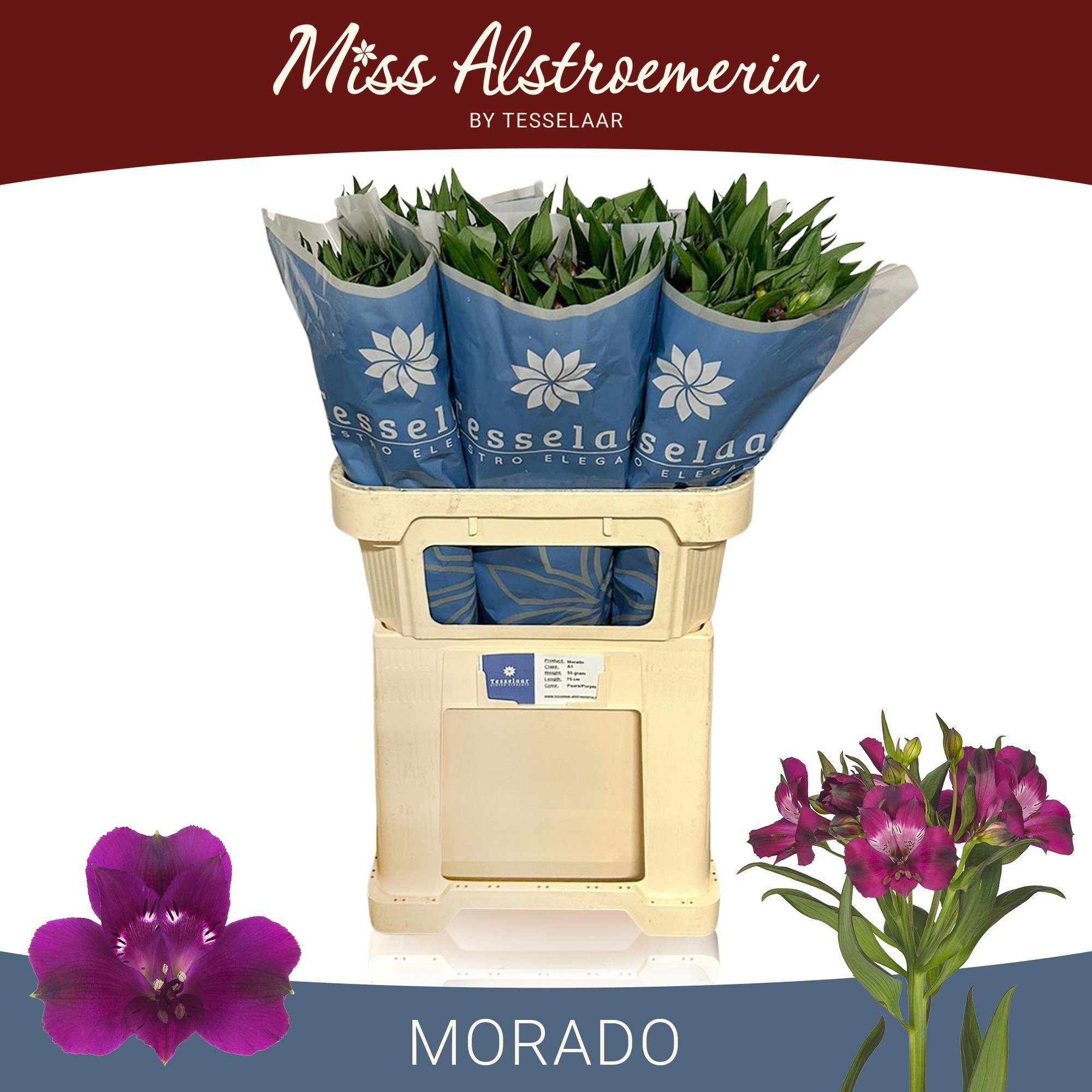 Alstr Morado