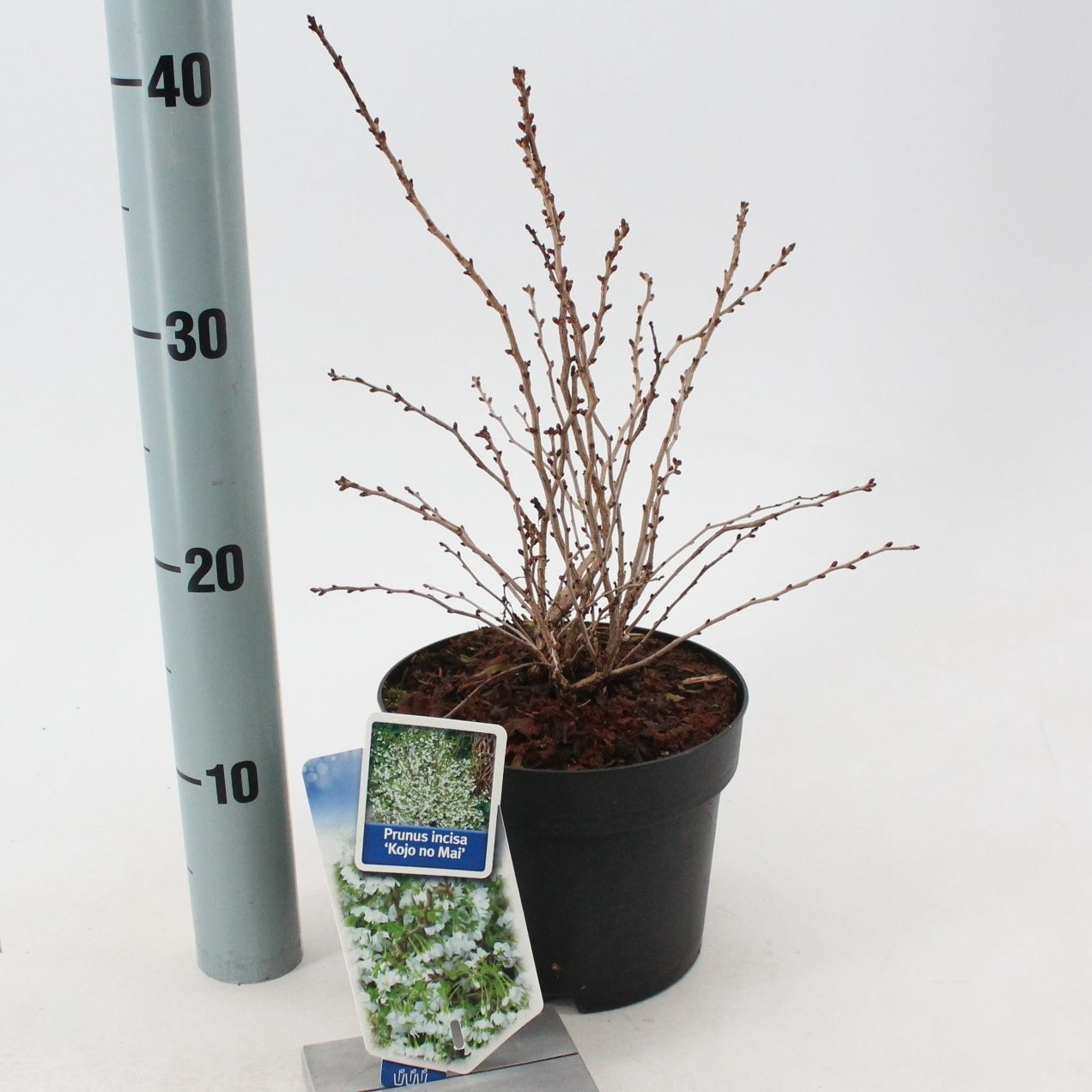 Picture of Prunus incisa 'Kojou-no-mai'