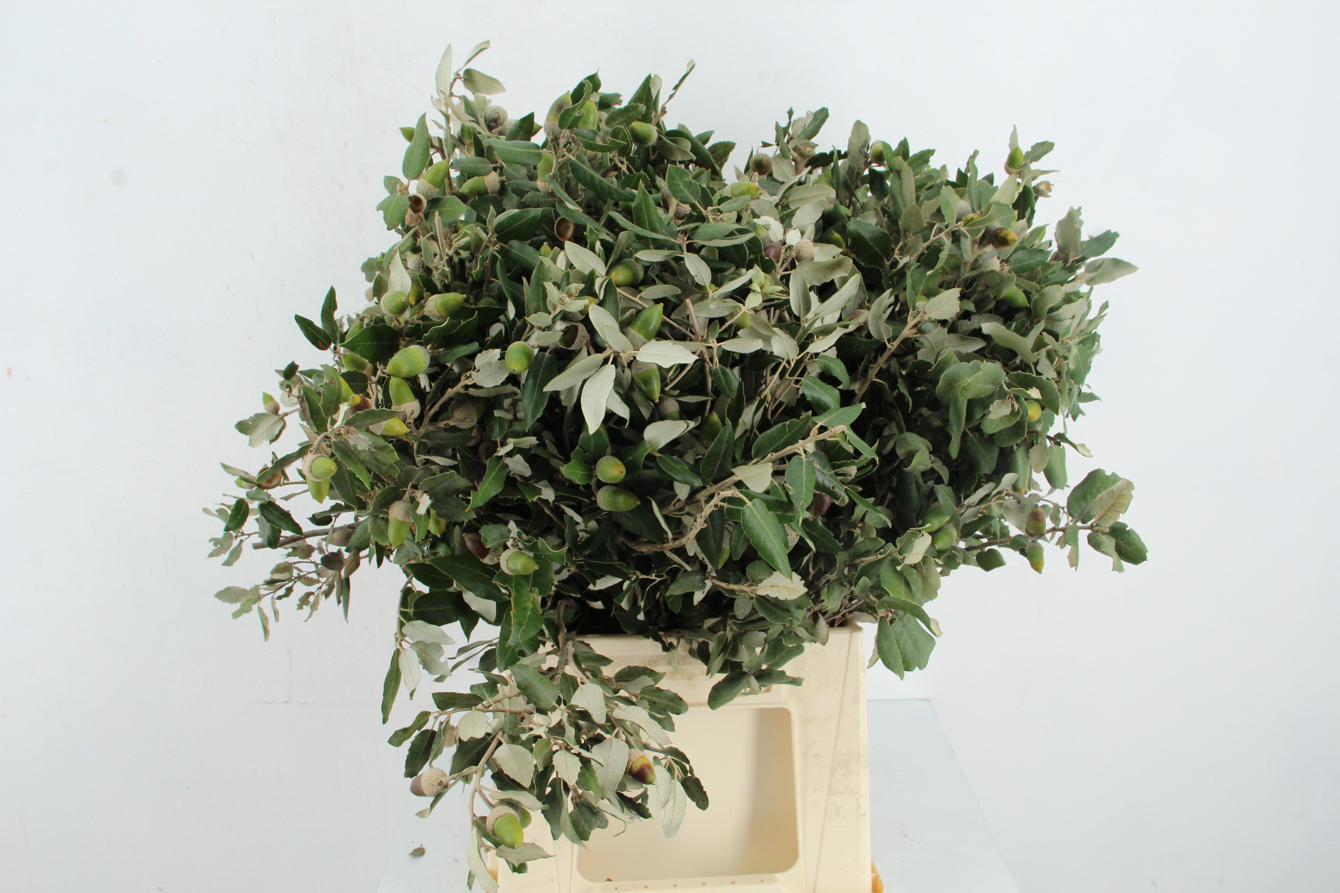 Querc Ilex