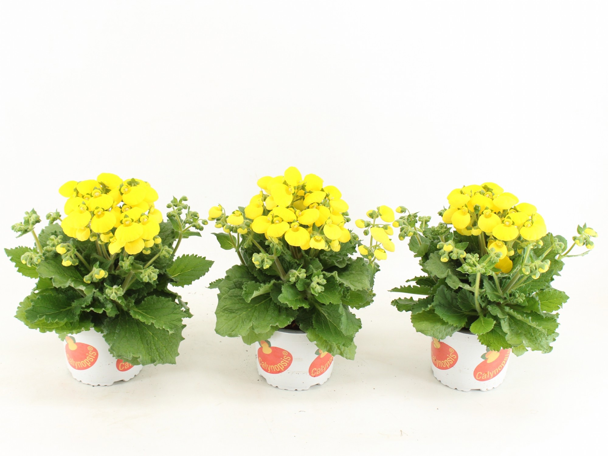 Calceolaria Calynopsis Geel