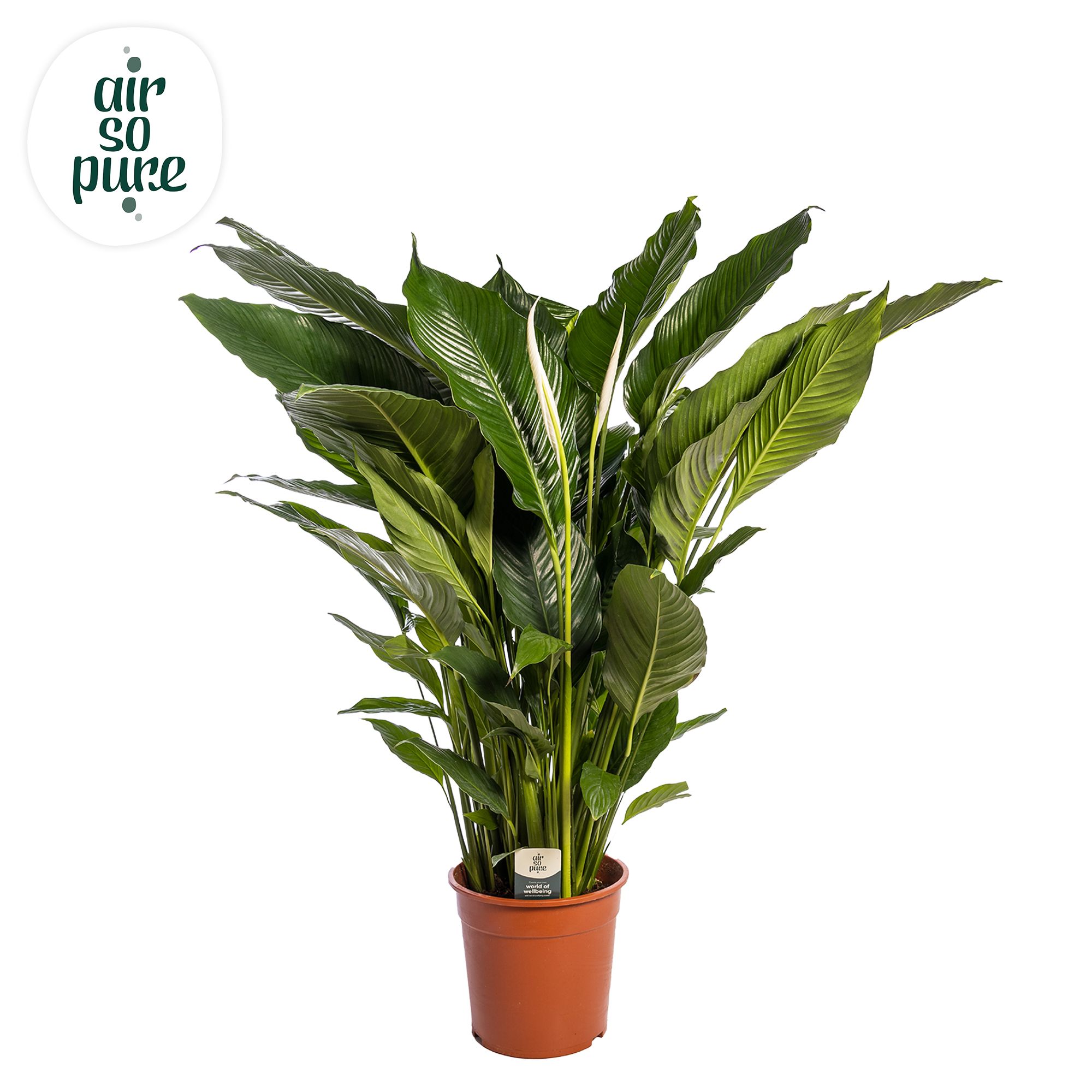 Spathiphyllum 'Sweet Sebastiano' ASP