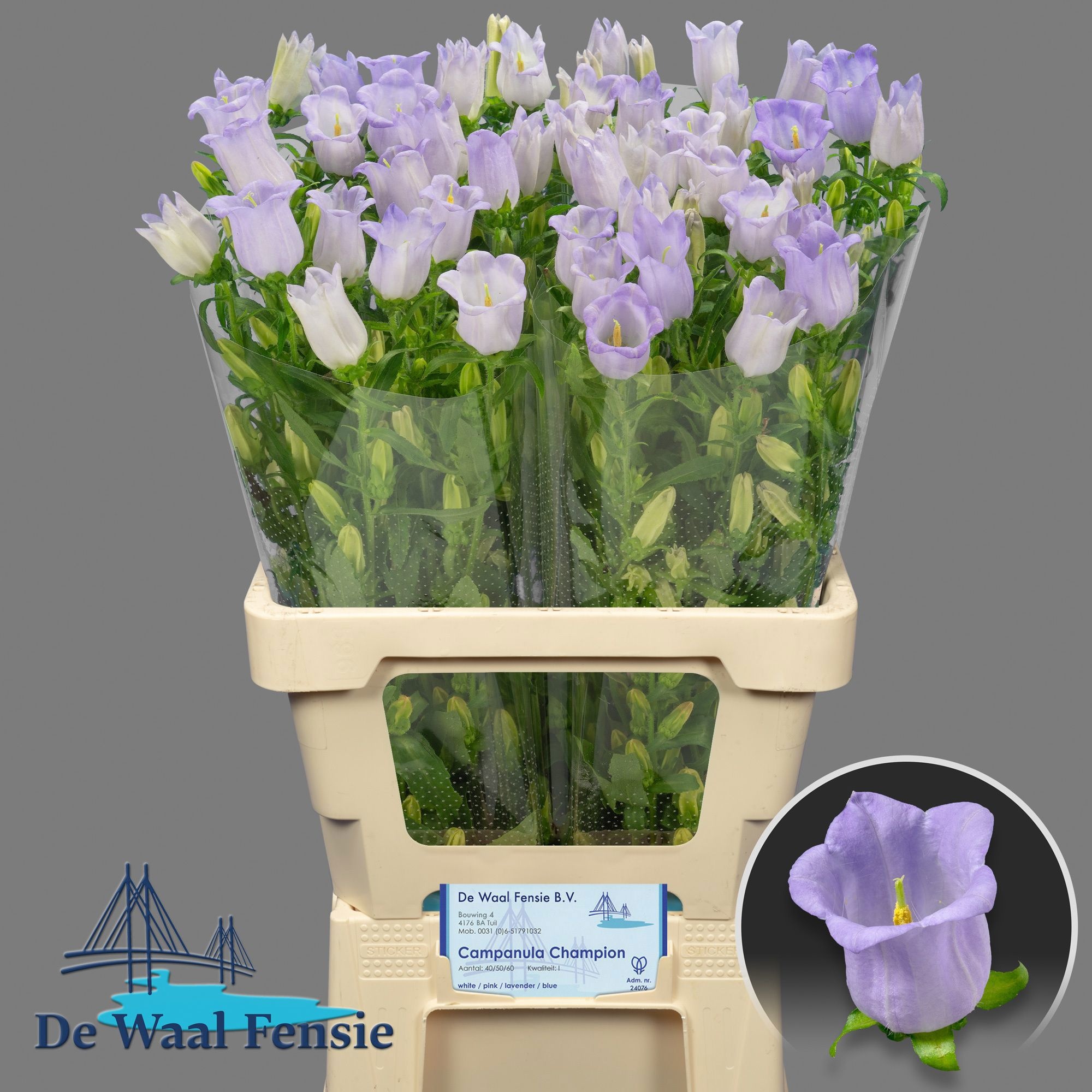 Campanula Medium Champion Lavender 70cm