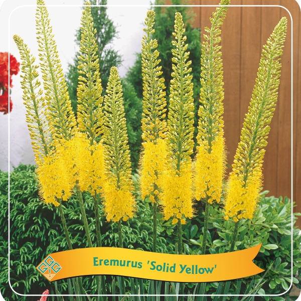 Picture of Eremurus mix shelve C5