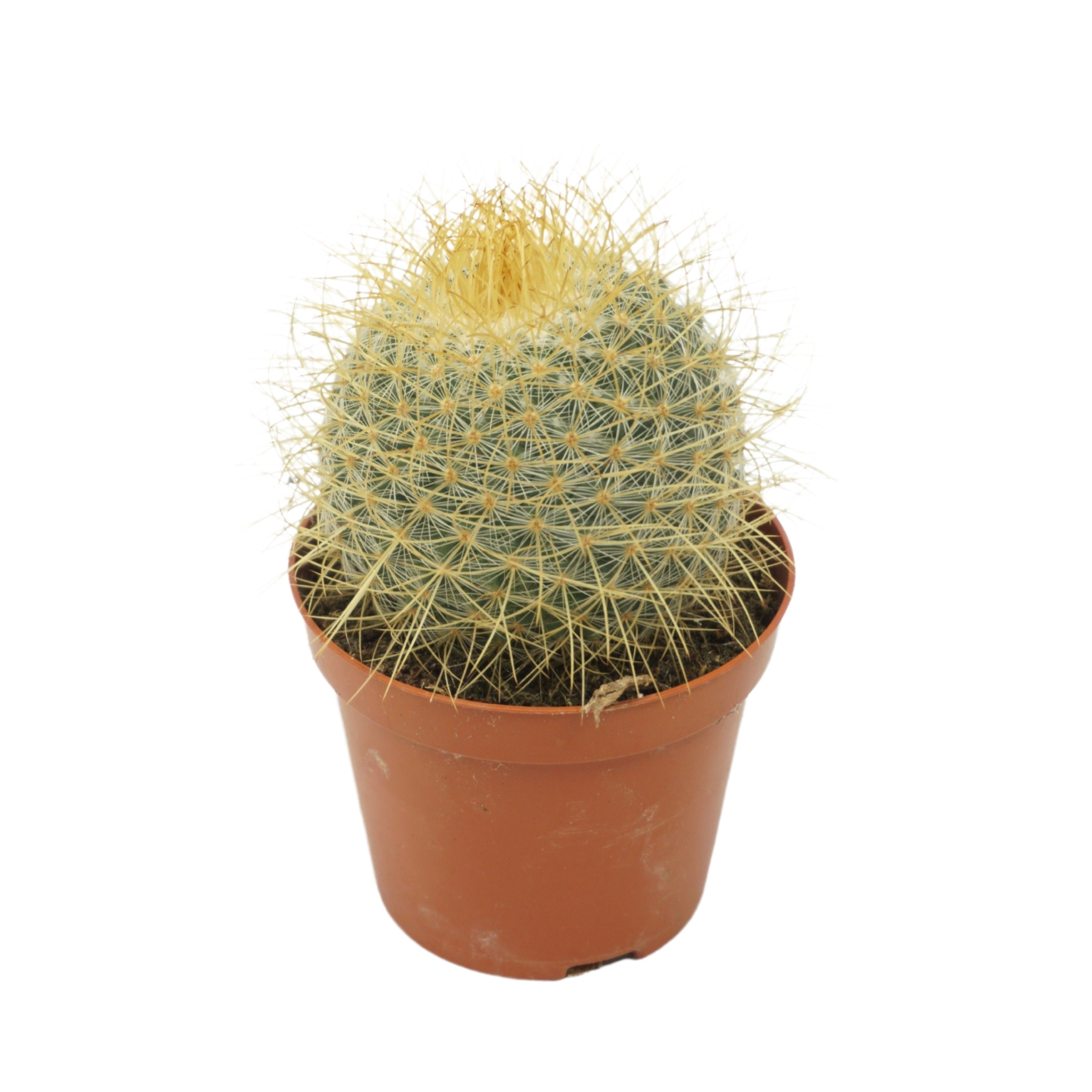 Mammillaria rhodantha subsp. rhodan Pringlei | Gardenline
