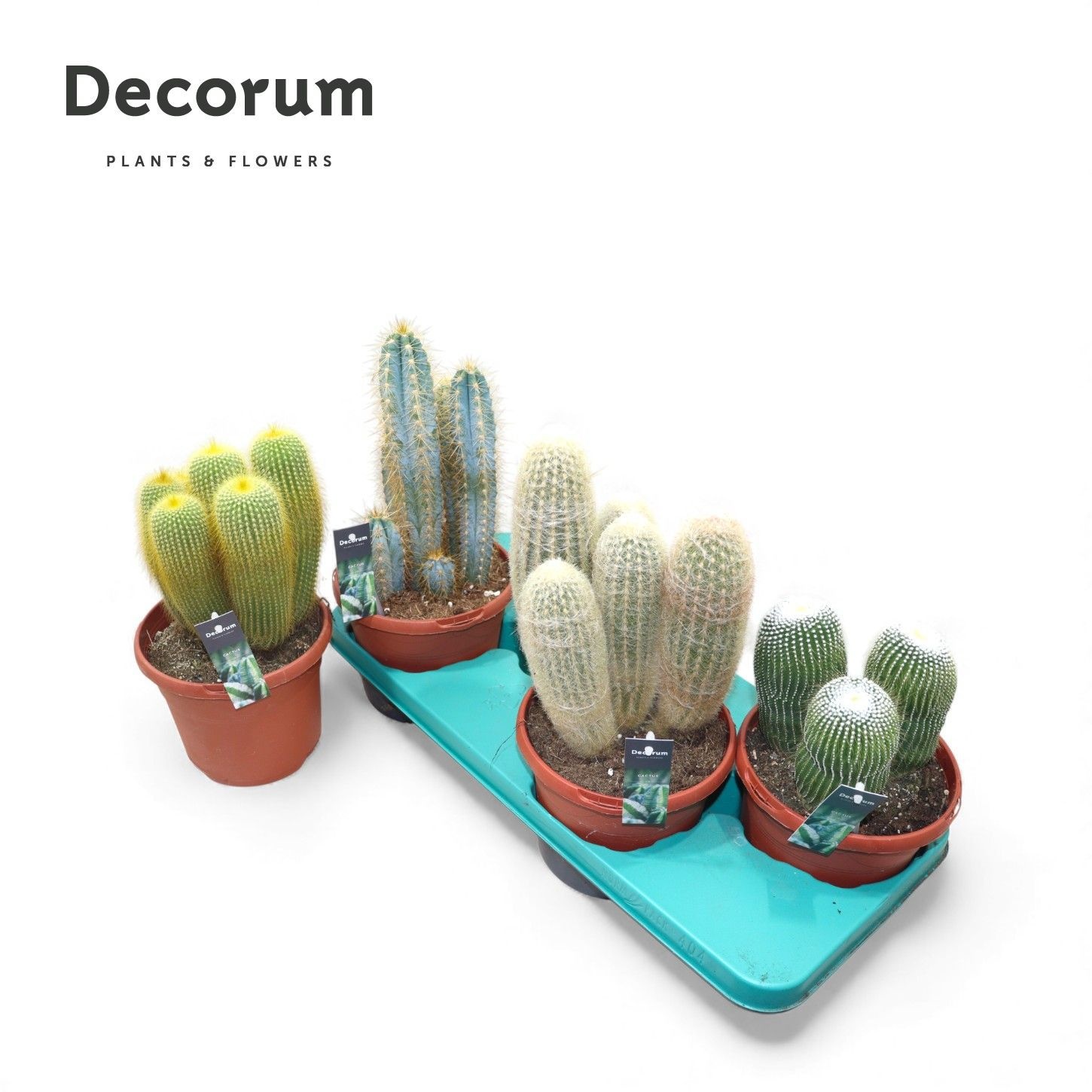 Cactus Gem 17P 35H