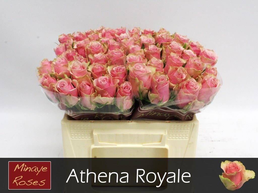 Rosa Athena Royale 35cm