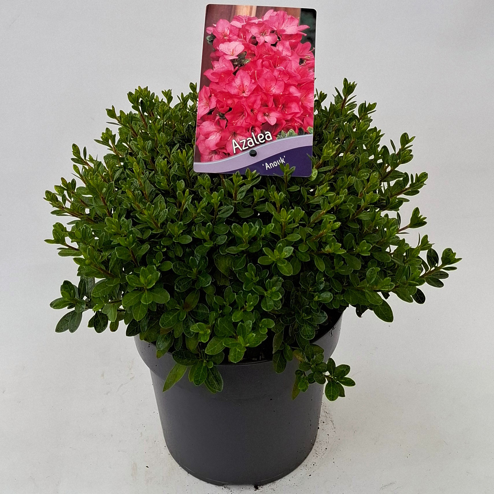Picture of Rhododendron (AJ) 'Anouk'