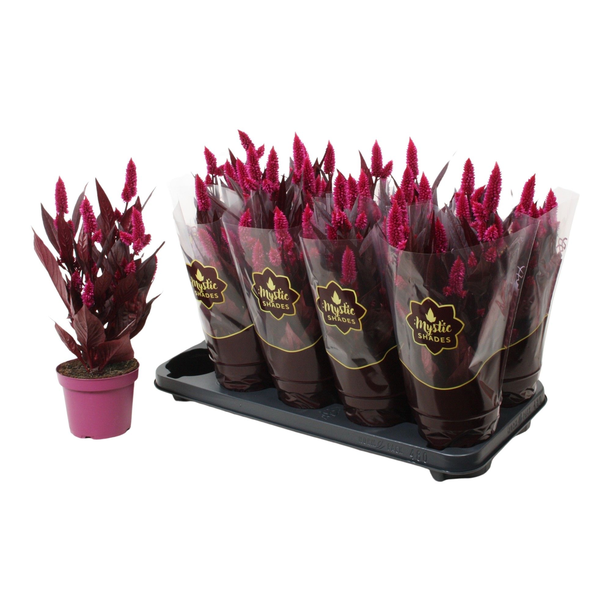 Celosia 'Mystic Shades' in sleeve