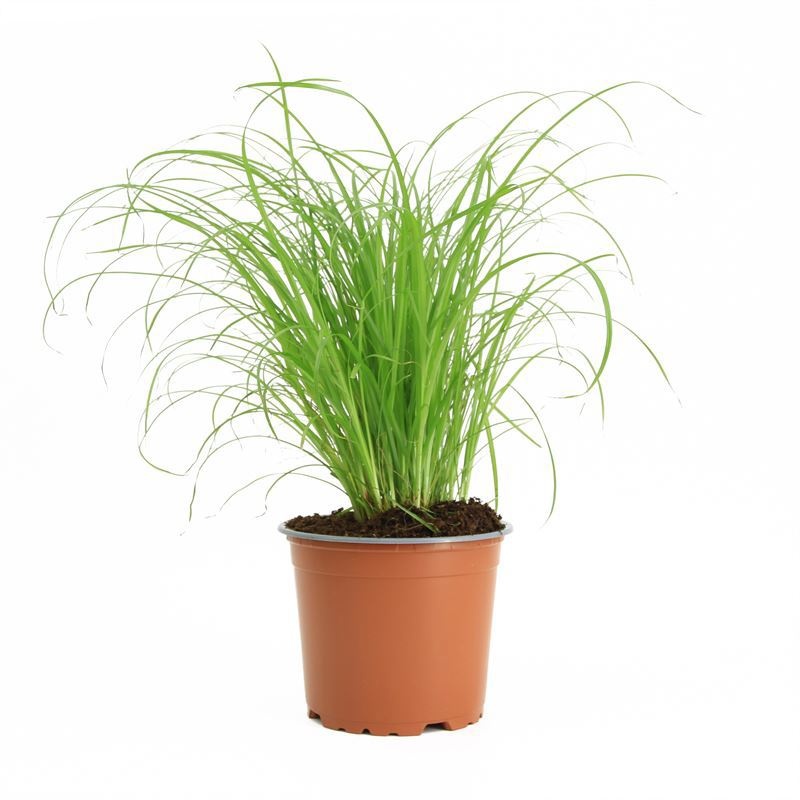 Cyperus zumula pot (kattengras)