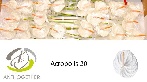 Anthurium Acropolis 9Ø