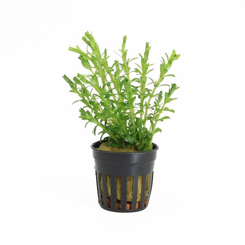 Rotala bossii