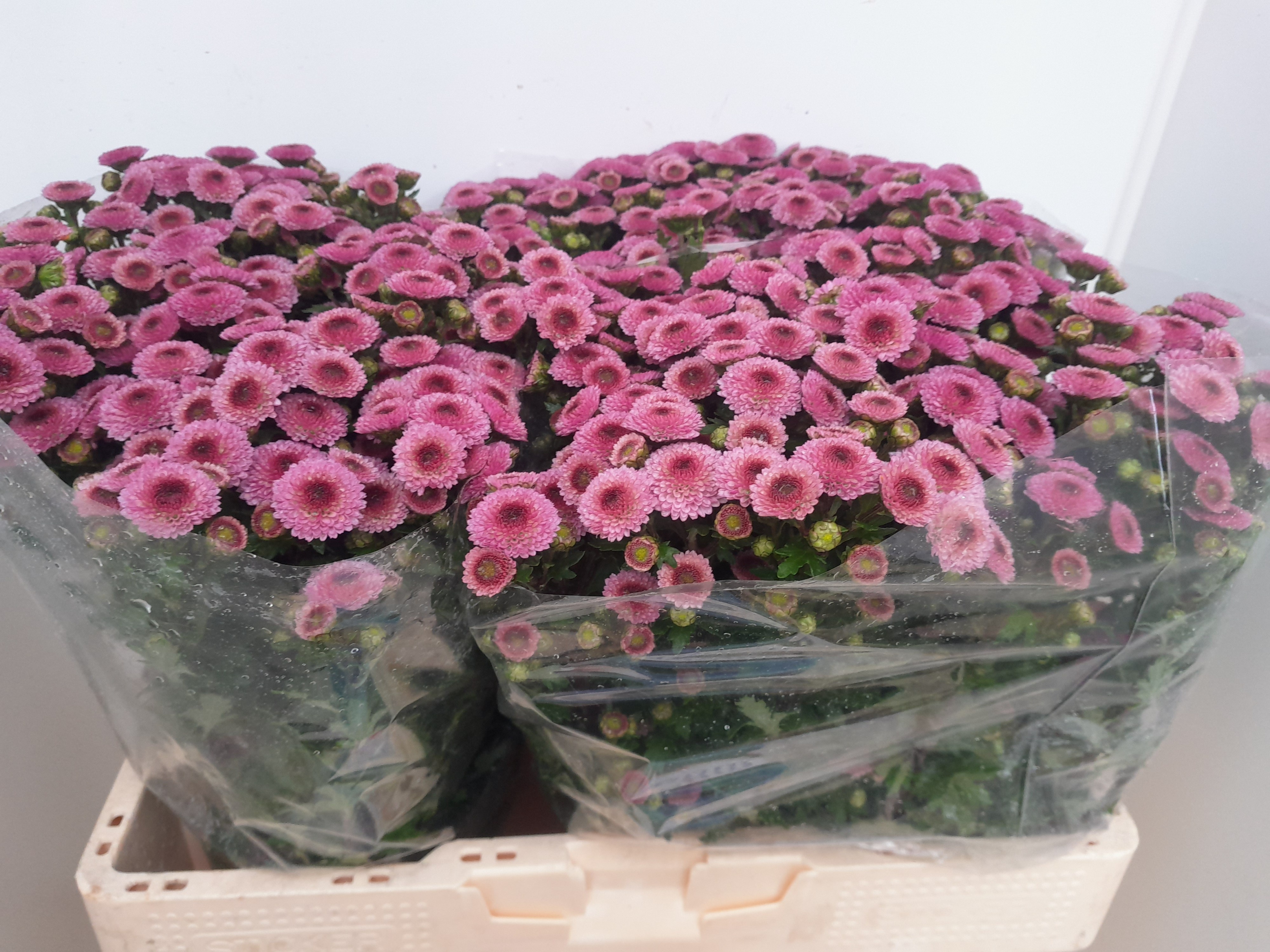 Chrys Santini Calimero Pink 55cm 100Ø