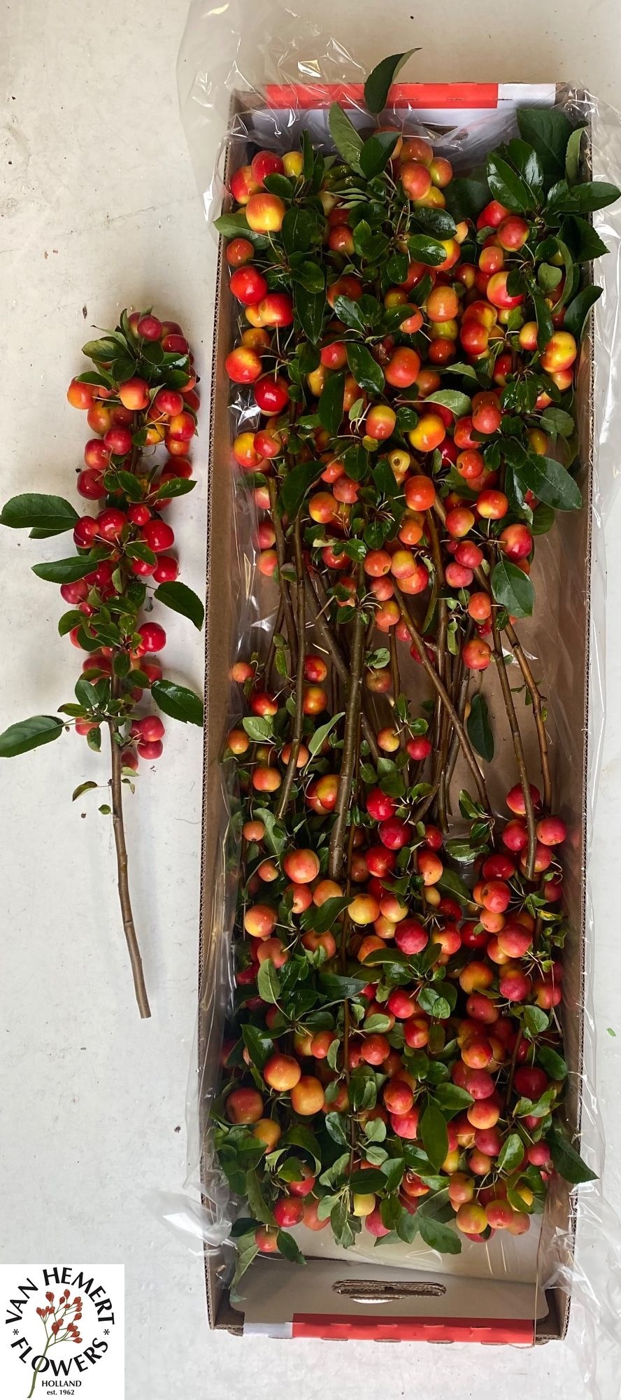 Malus Red Sentinel