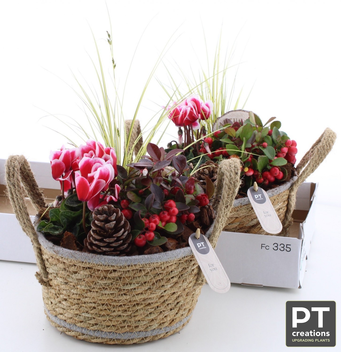 Arr Tuinplanten 23P 37cm 22bloei