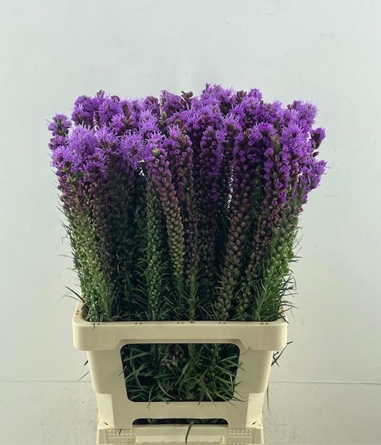 Liatris Spicata