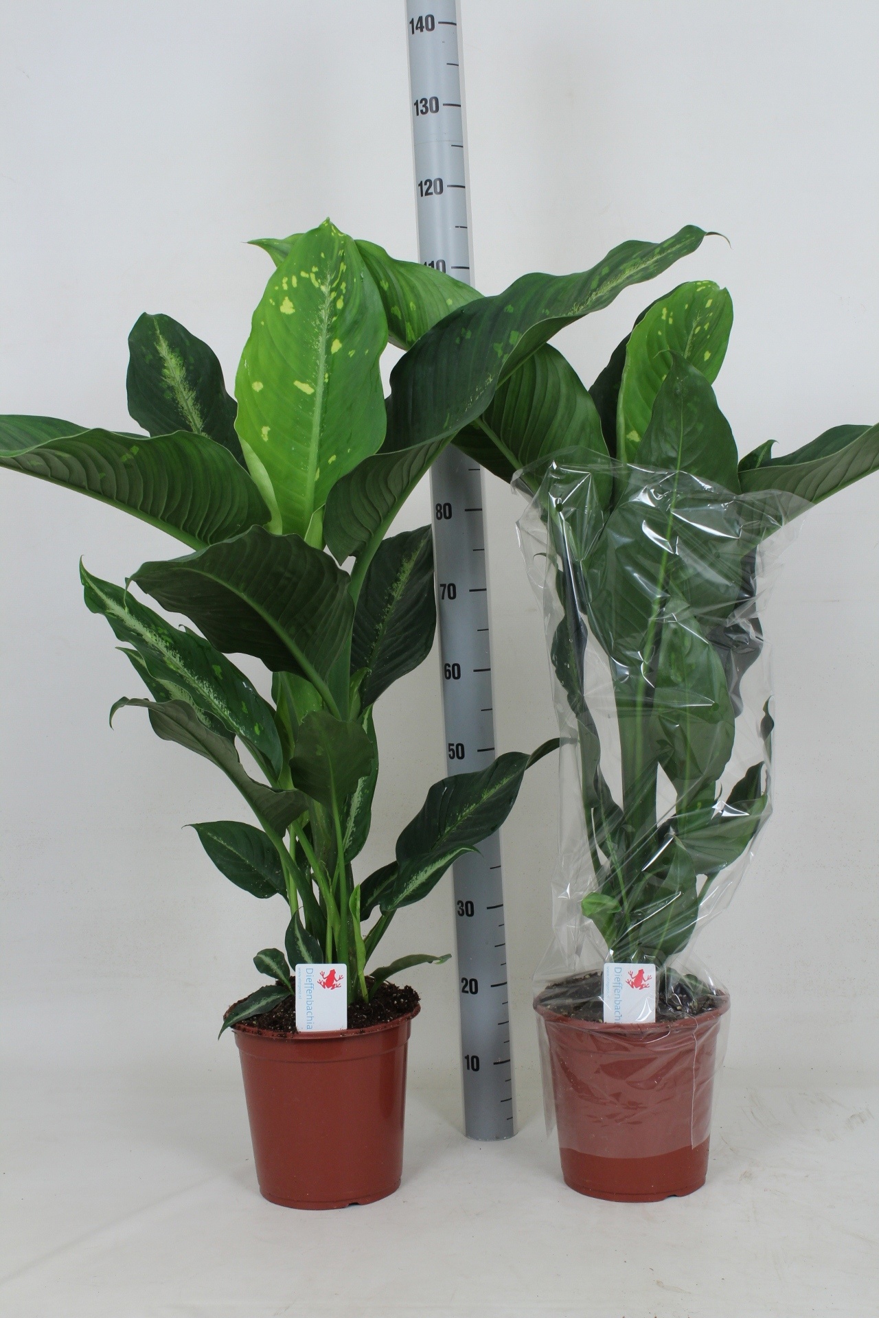 Dieff Galaxy 24Ø 120cm