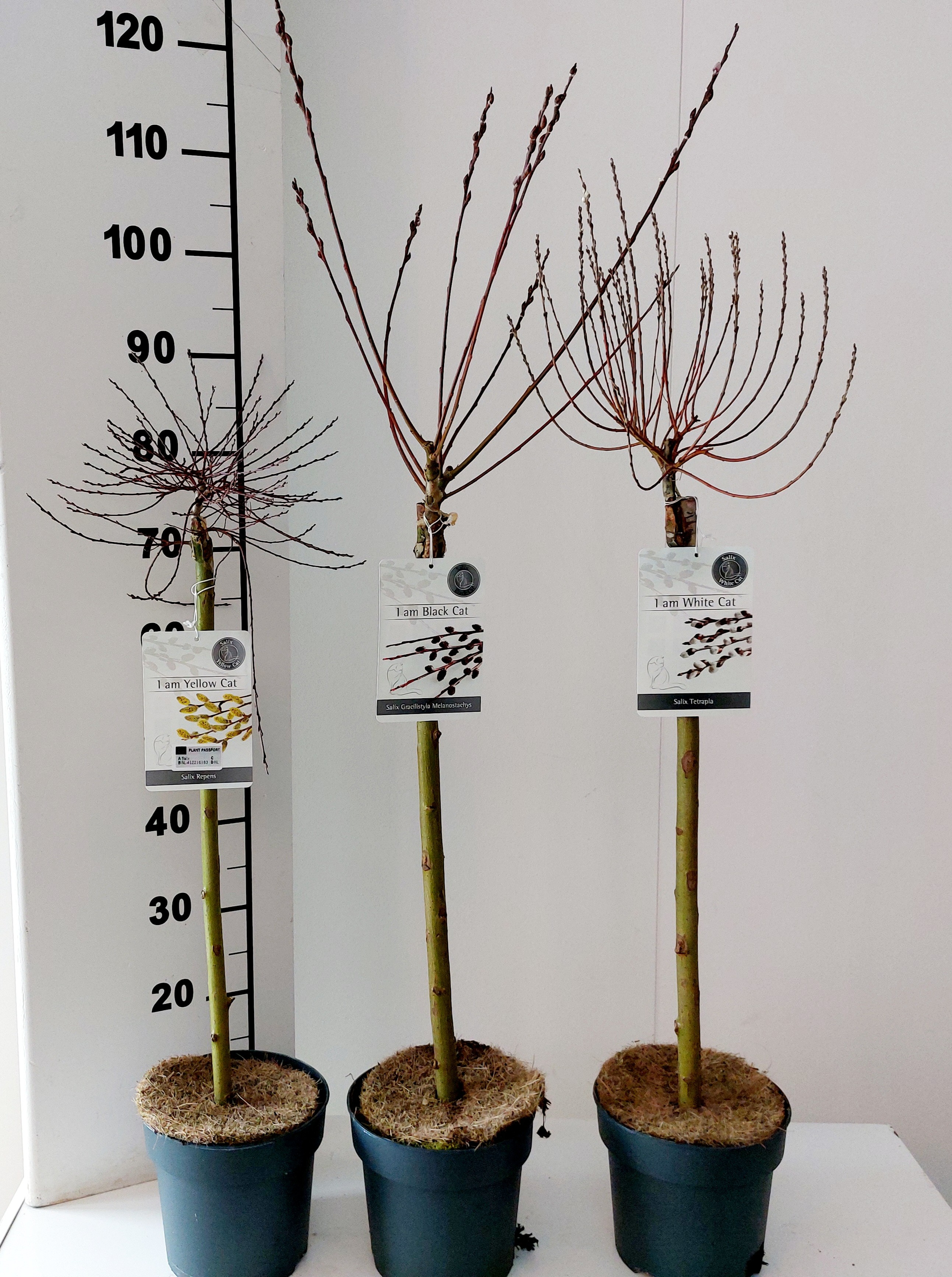 Picture of Salix in varieties P19 (3 Ltr) 60/STD (LOOSE)