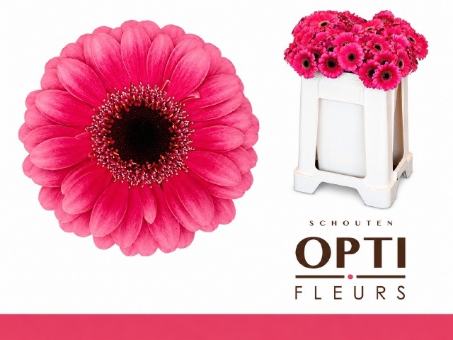 Gerbera Mini Amelie