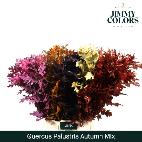 Quercus Palustris L80 Autumn Mix