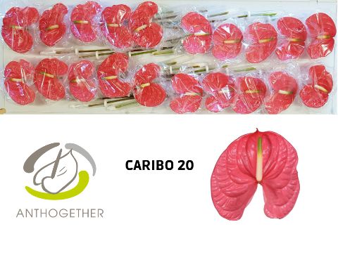Anthurium Caribo 9Ø