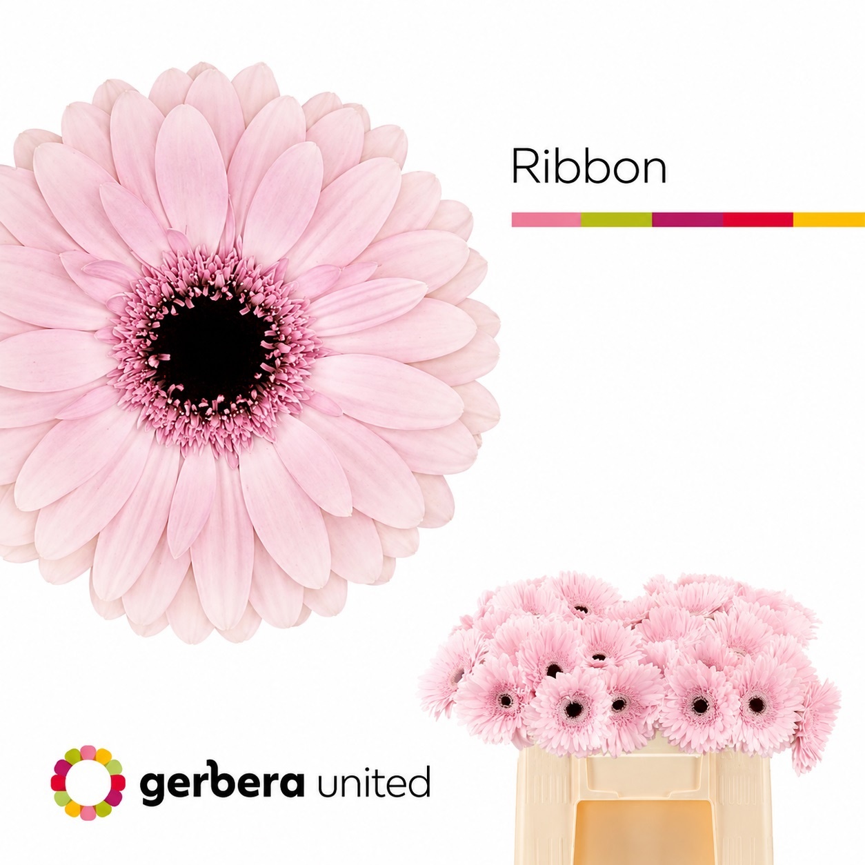 Ge Gr Ribbon