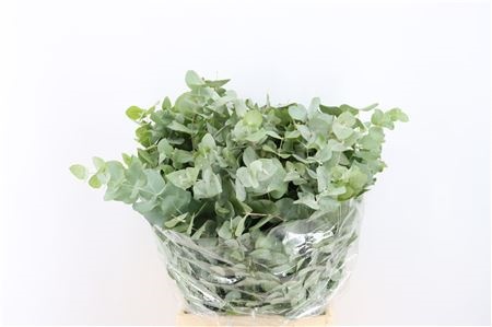 Euc Cinerea Per Bos